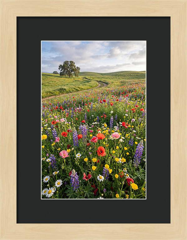 Spring Wildflowers In Bloom
