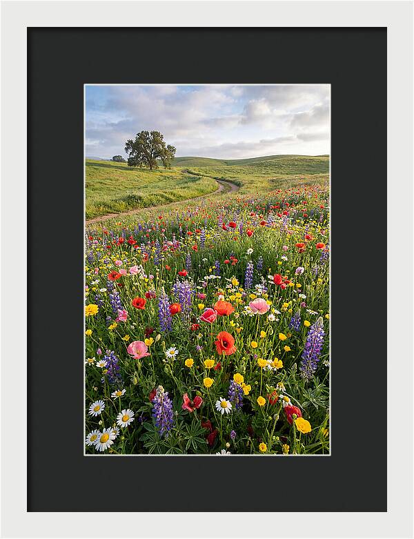 Spring Wildflowers In Bloom