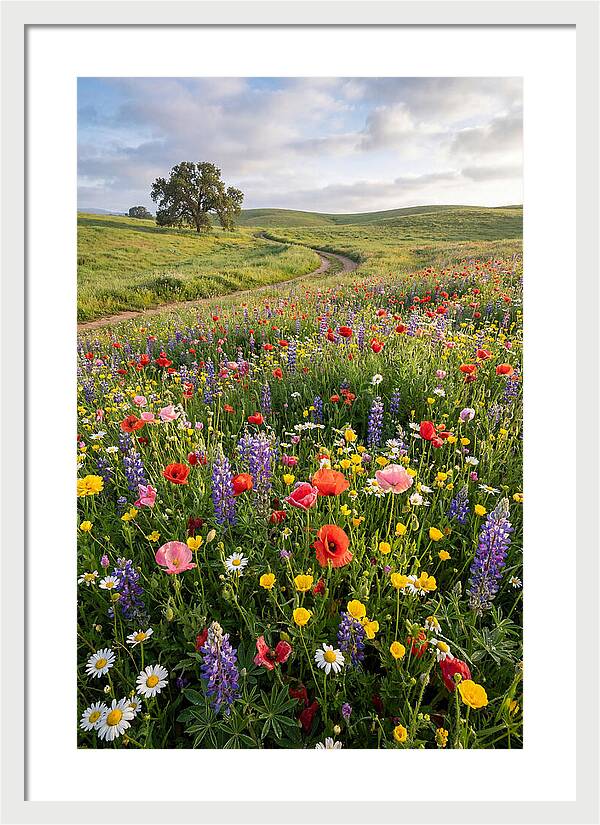 Spring Wildflowers In Bloom