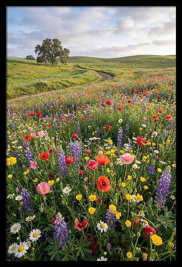Spring Wildflowers In Bloom