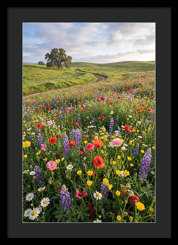 Spring Wildflowers In Bloom