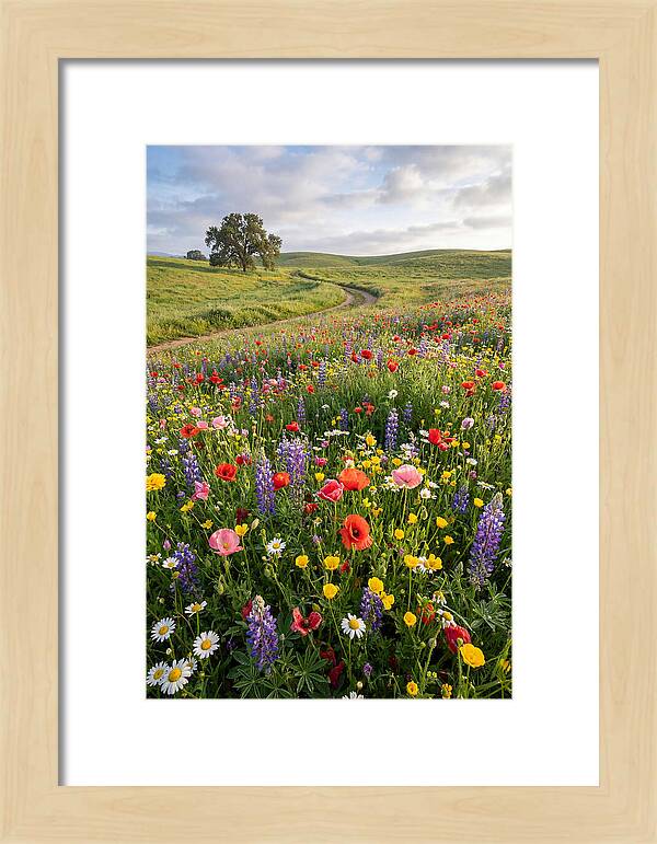 Spring Wildflowers In Bloom