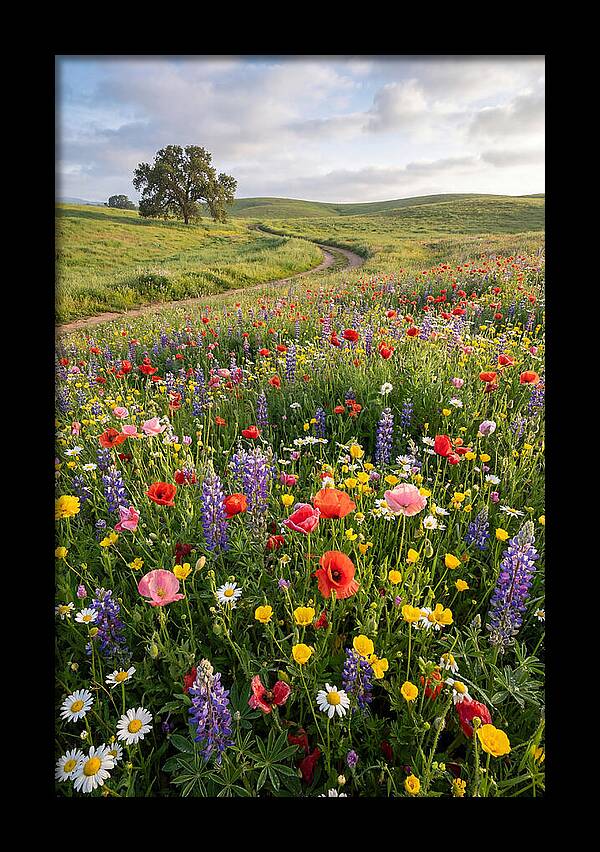 Spring Wildflowers In Bloom