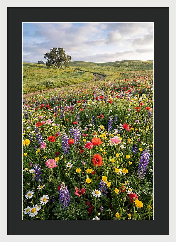 Spring Wildflowers In Bloom