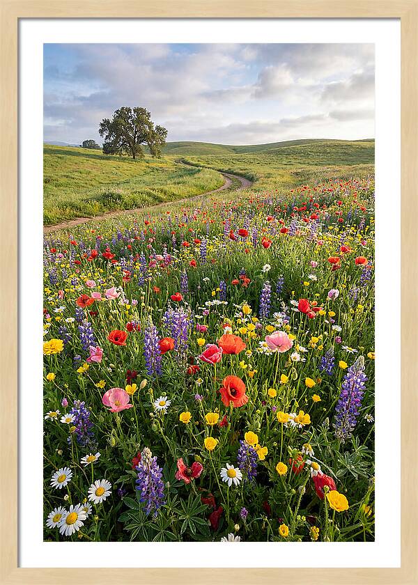 Spring Wildflowers In Bloom