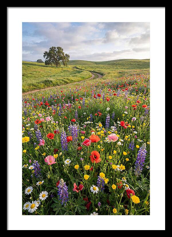 Spring Wildflowers In Bloom