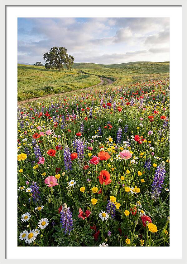 Spring Wildflowers In Bloom