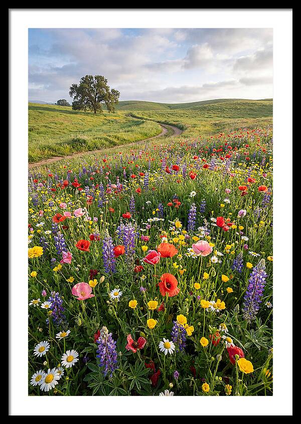 Spring Wildflowers In Bloom