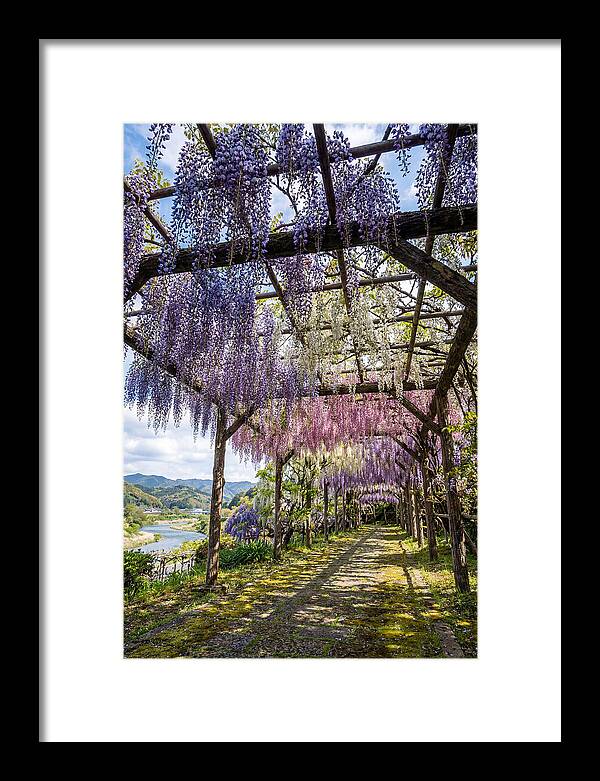 Spring Wisteria Canopy