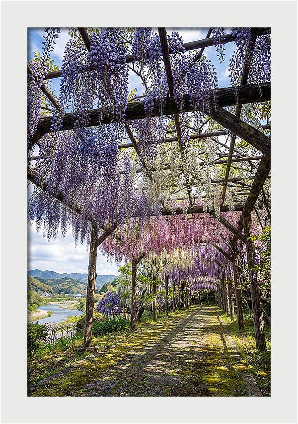 Spring Wisteria Canopy