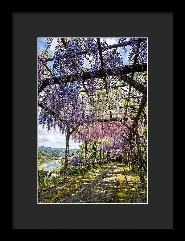 Spring Wisteria Canopy