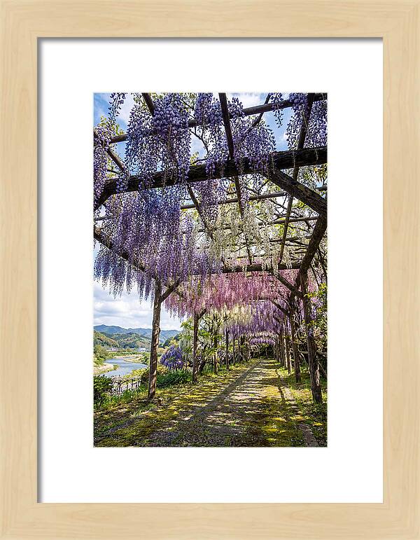 Spring Wisteria Canopy