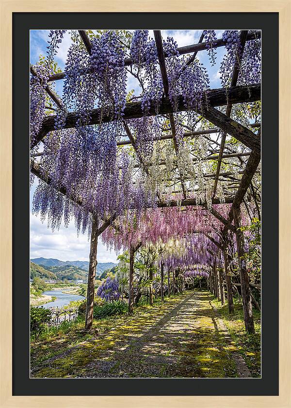 Spring Wisteria Canopy