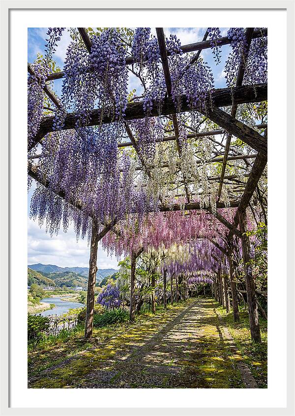 Spring Wisteria Canopy
