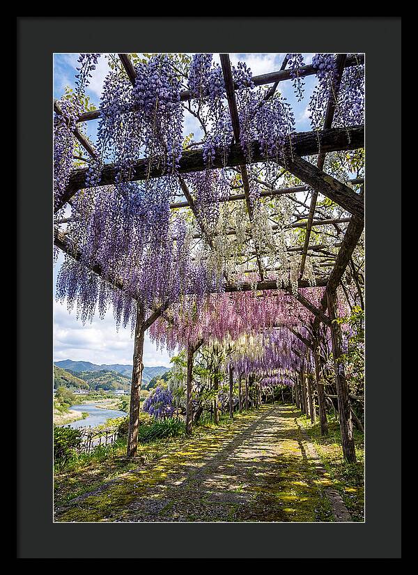 Spring Wisteria Canopy