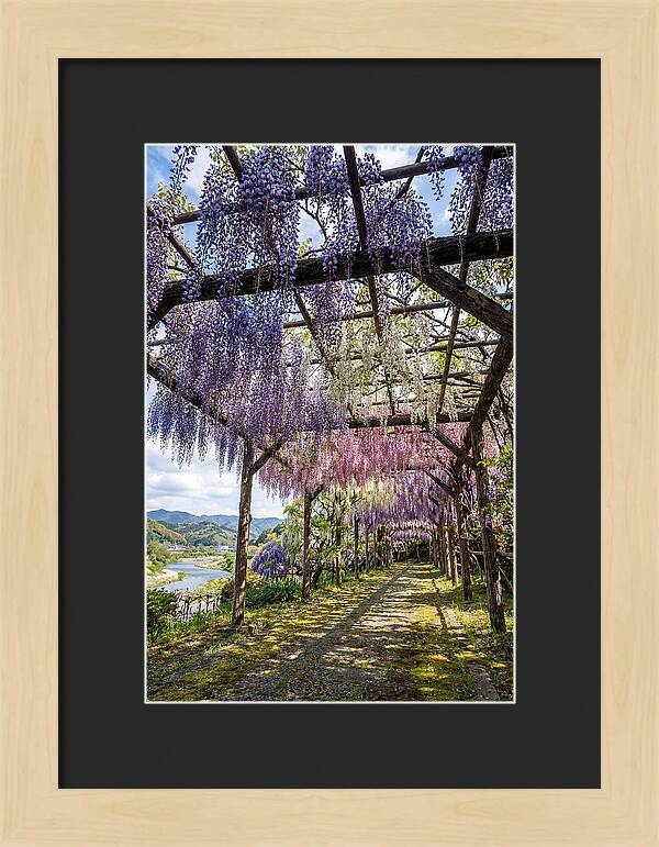 Spring Wisteria Canopy