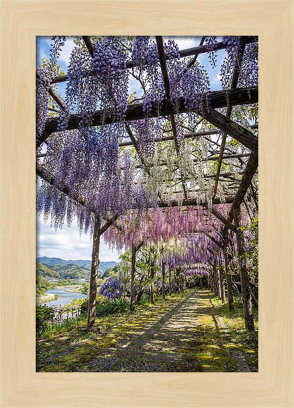 Spring Wisteria Canopy
