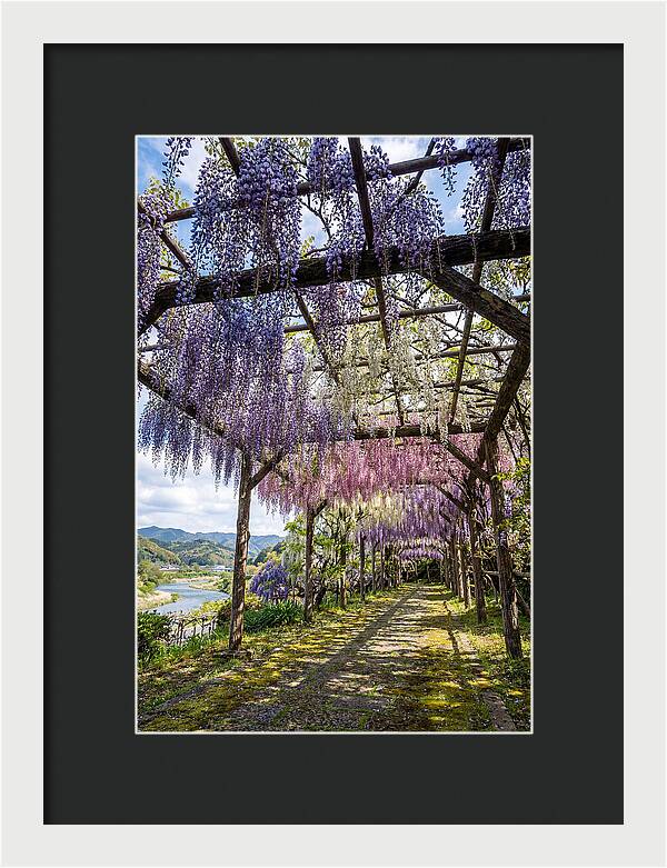 Spring Wisteria Canopy