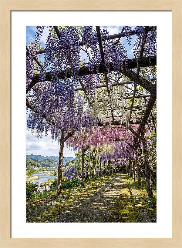 Spring Wisteria Canopy