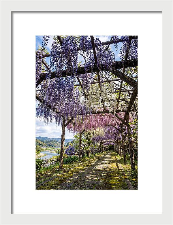 Spring Wisteria Canopy