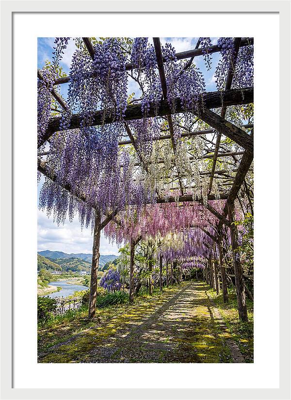 Spring Wisteria Canopy