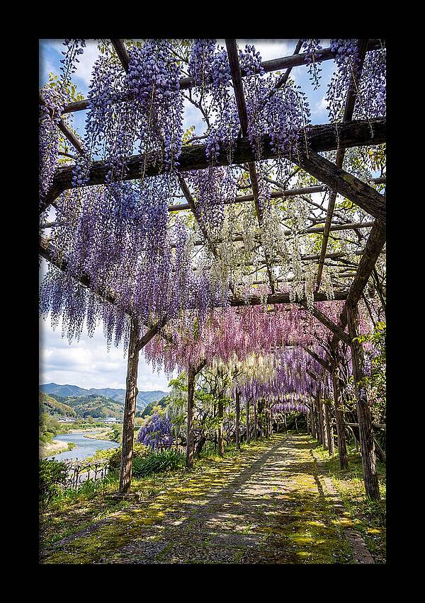 Spring Wisteria Canopy