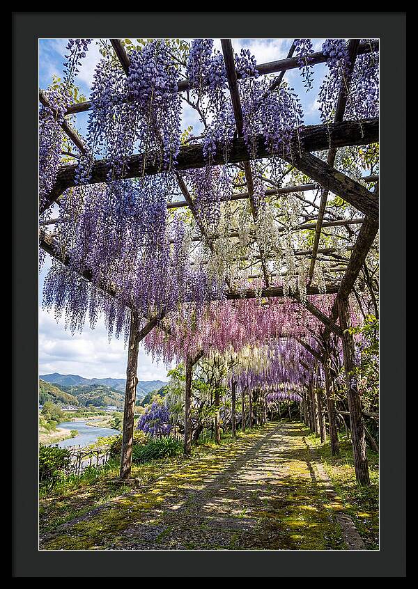 Spring Wisteria Canopy