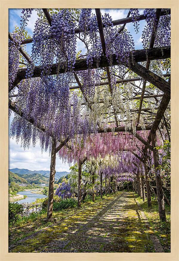 Spring Wisteria Canopy