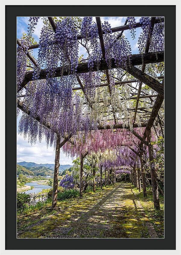Spring Wisteria Canopy