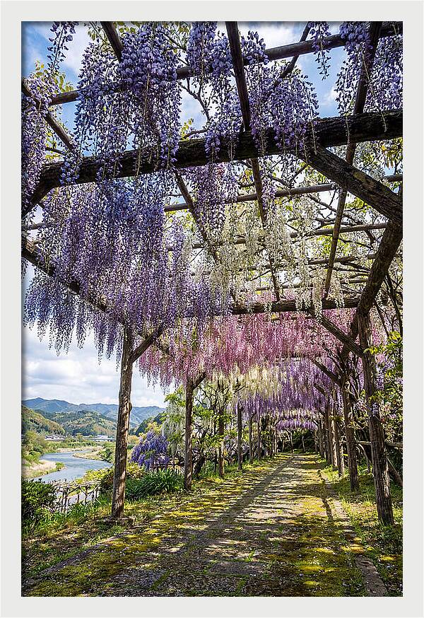 Spring Wisteria Canopy