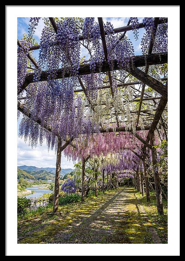 Spring Wisteria Canopy