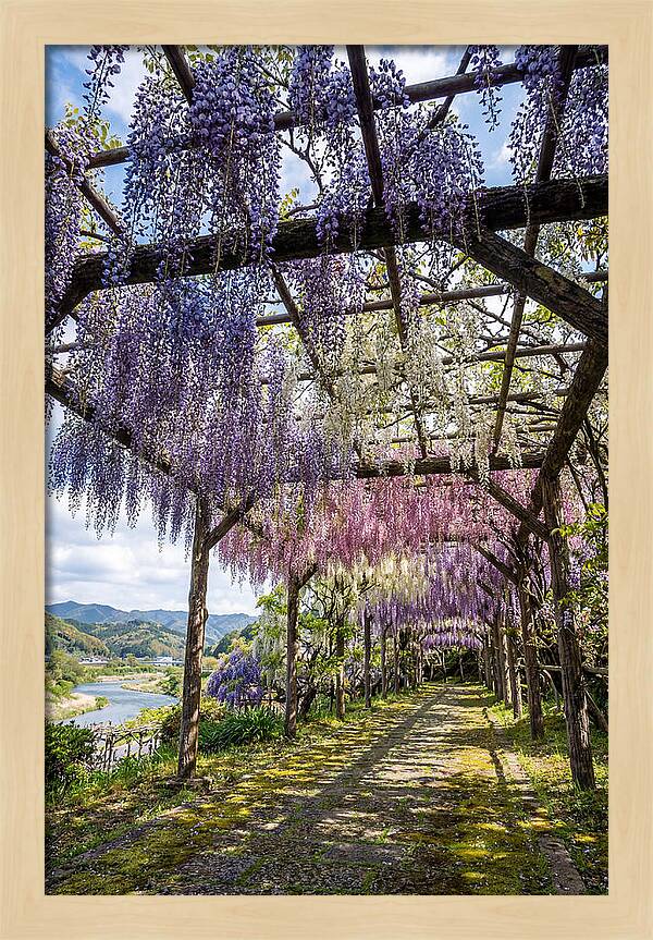 Spring Wisteria Canopy
