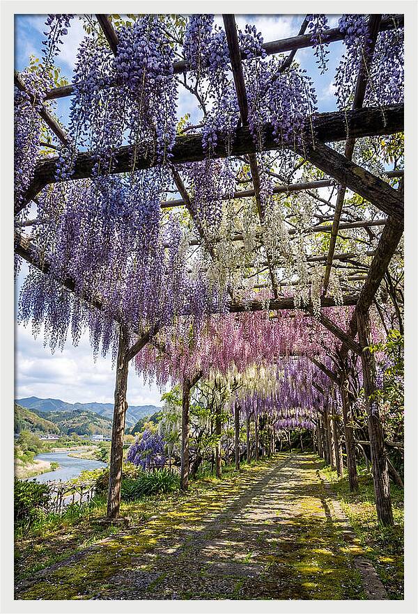 Spring Wisteria Canopy