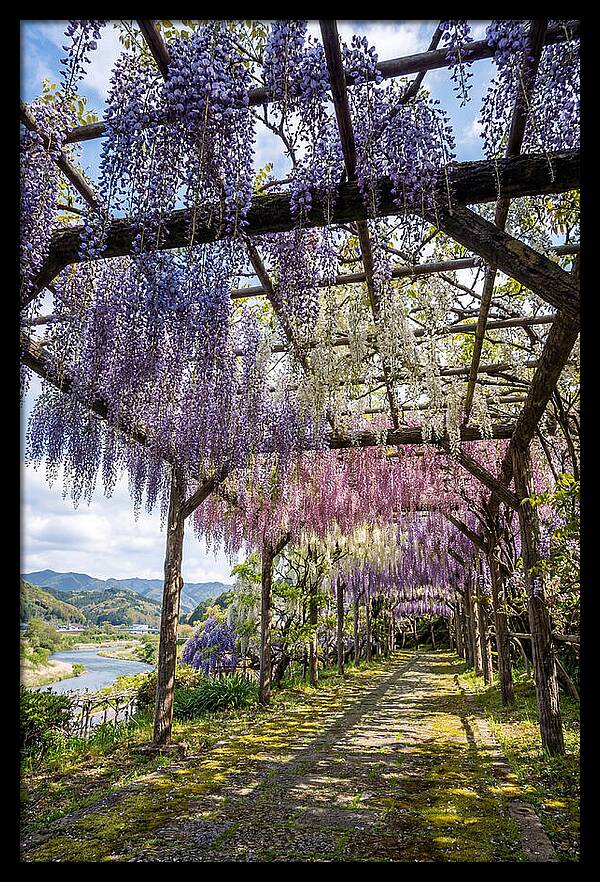 Spring Wisteria Canopy
