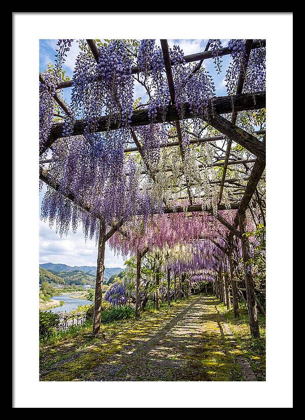 Spring Wisteria Canopy