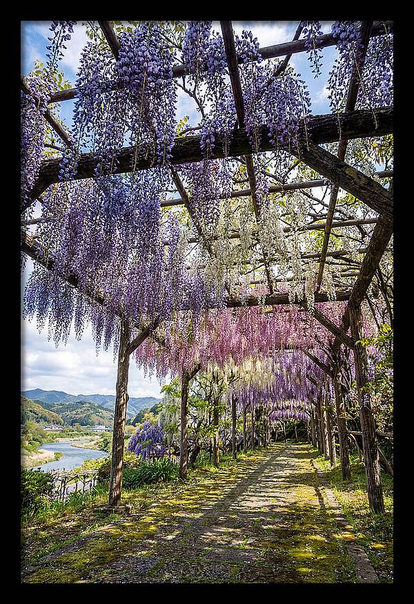 Spring Wisteria Canopy