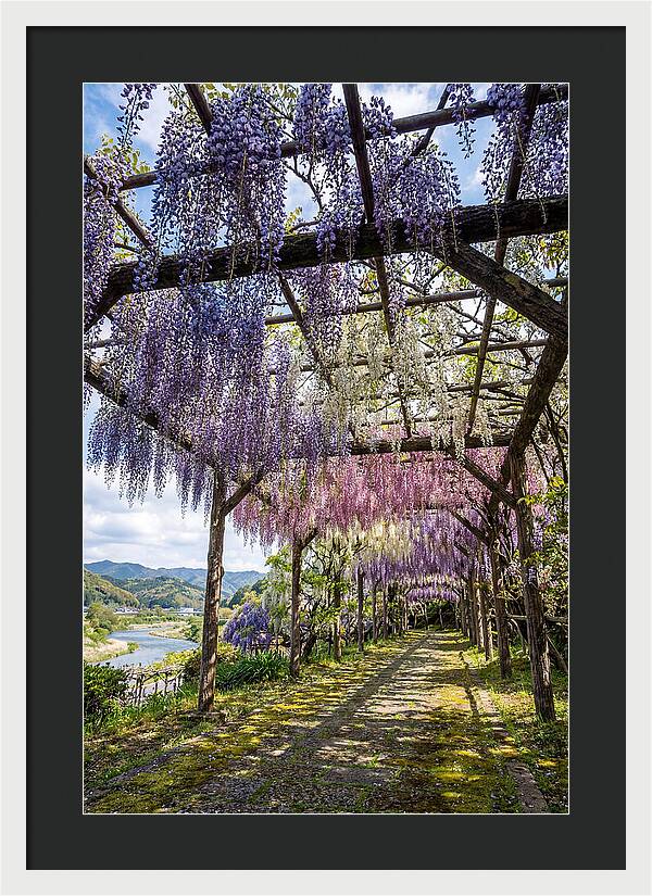 Spring Wisteria Canopy