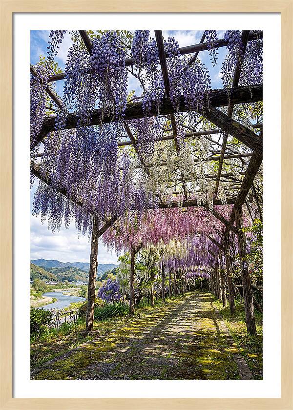 Spring Wisteria Canopy