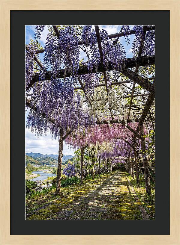 Spring Wisteria Canopy