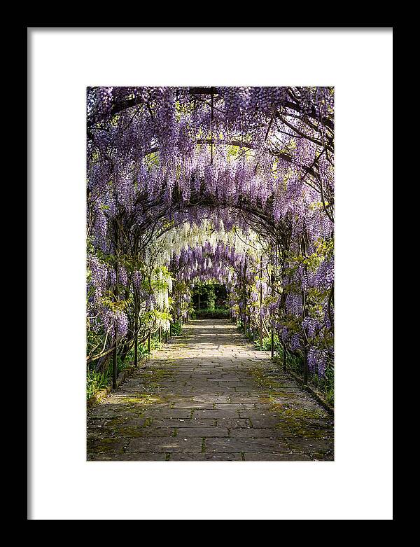 Spring Wisteria Pathway