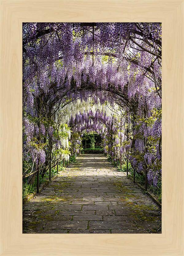 Spring Wisteria Pathway