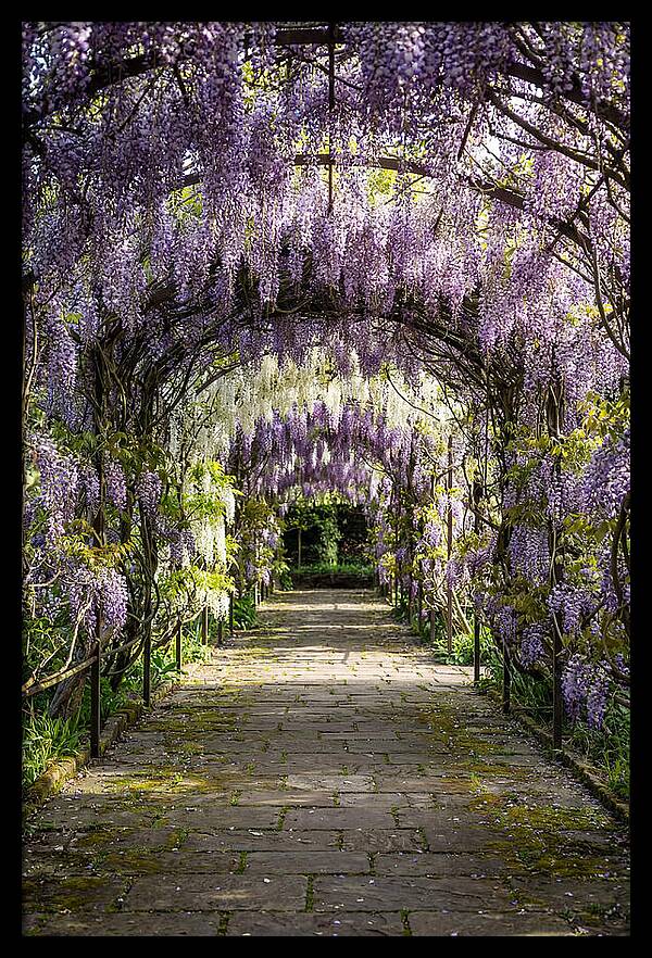 Spring Wisteria Pathway