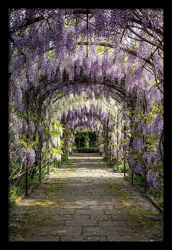 Spring Wisteria Pathway