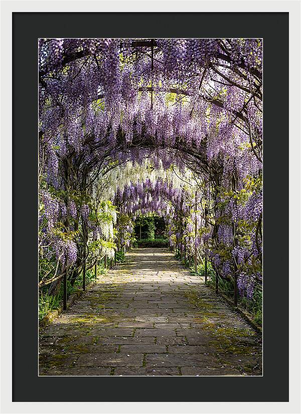 Spring Wisteria Pathway