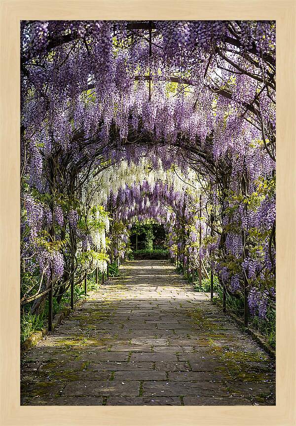 Spring Wisteria Pathway