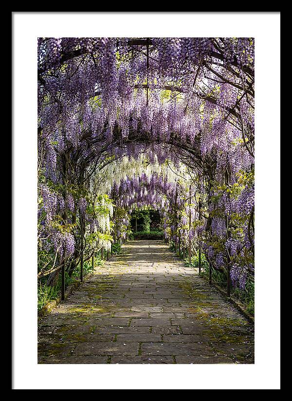 Spring Wisteria Pathway