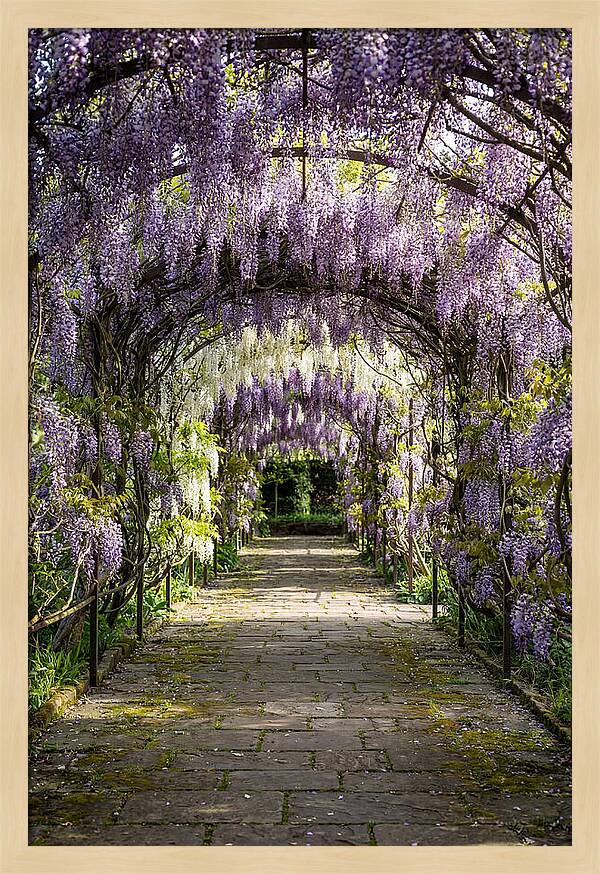 Spring Wisteria Pathway