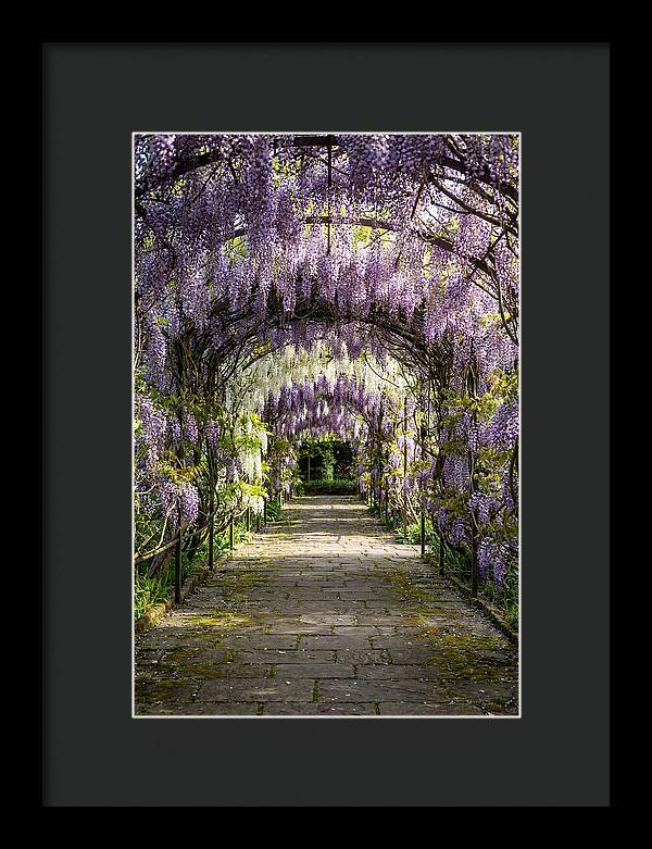 Spring Wisteria Pathway