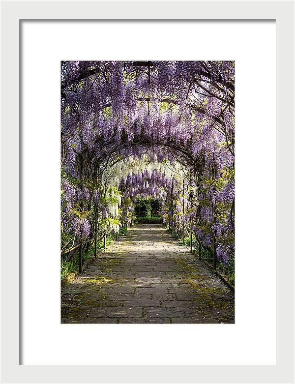 Spring Wisteria Pathway