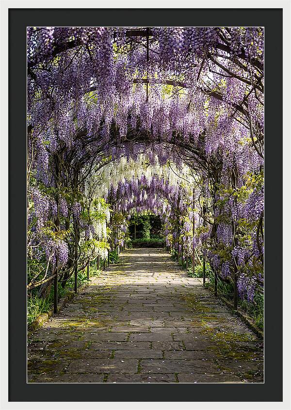 Spring Wisteria Pathway